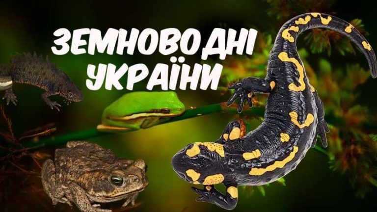 Реальні дива з життя земноводних