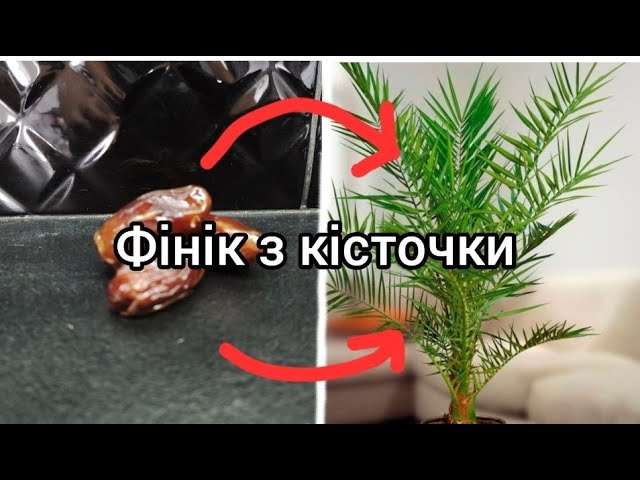 Вирощуємо фінікову пальму з кісточки від початку до першого листя