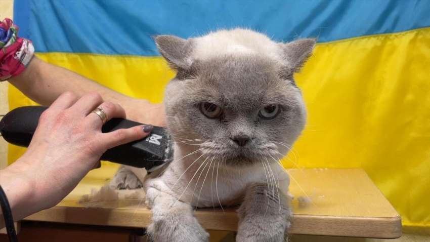 Як підстригти кота вдома без стресу та шкоди для тварини
