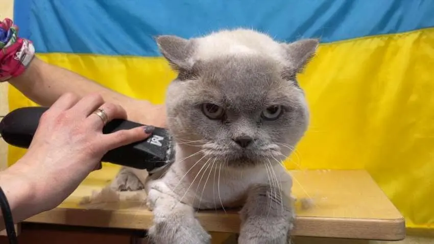 Як підстригти кота вдома без стресу та шкоди для тварини
