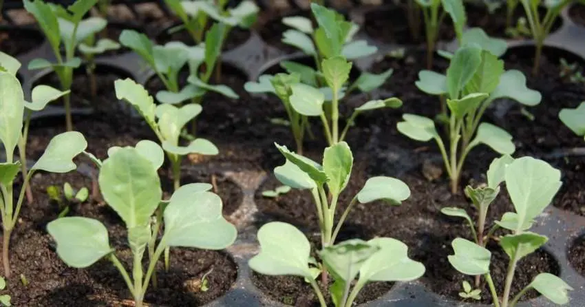 Садимо капусту по-справжньому: сувора правда про відкритий грунт