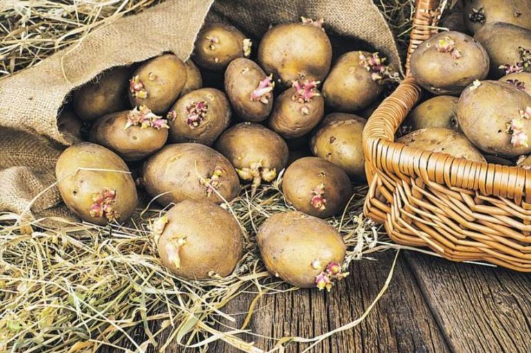 Чому питання про обламування паростків на картоплі викликає стільки суперечок