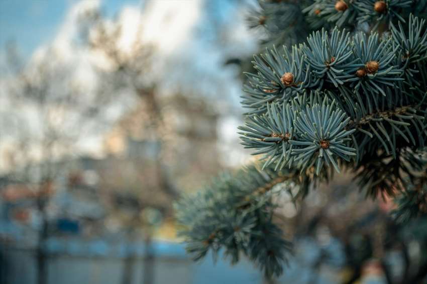 Хвойні дерева біля будинку що потрібно знати перед посадкою