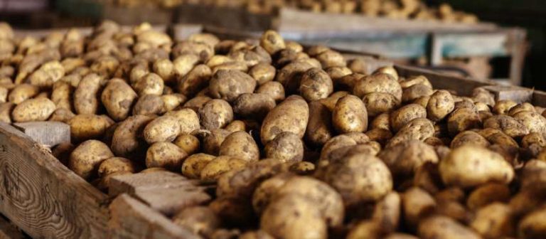 Як зберігати картоплю до весни: секрети ідеального врожаю