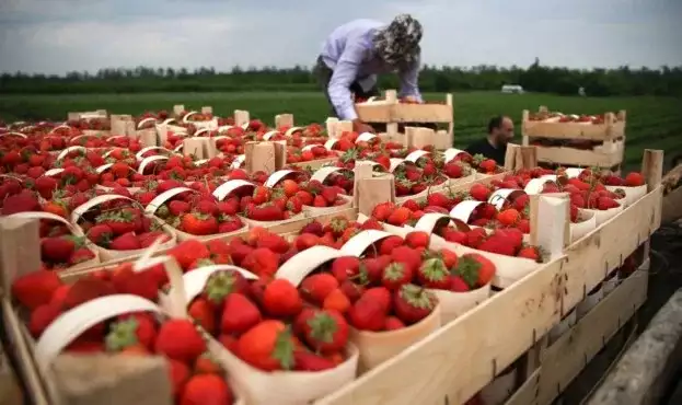 Реальний дохід від збору полуниці в Польщі 2026 року