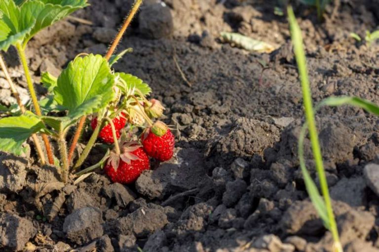 Що садити після полуниці – повний гайд городника