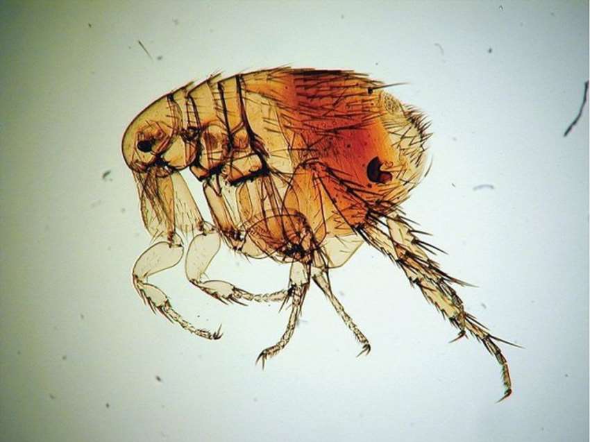 До чого сняться блохи: повне тлумачення снів про цих паразитів