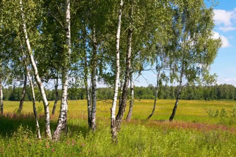 Береза – дерево з безліччю імен