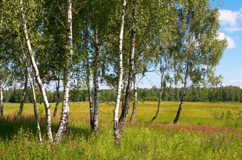 Береза – дерево з безліччю імен