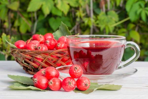 Як приготувати чай з глоду: рецепти, користь і секрети