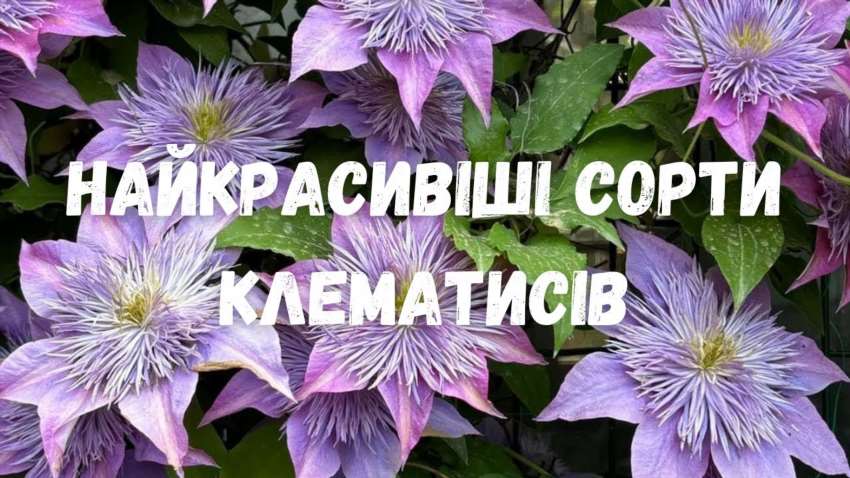 Як не загубитися серед сотень назв і підібрати живучий клематис під конкретні умови ділянки