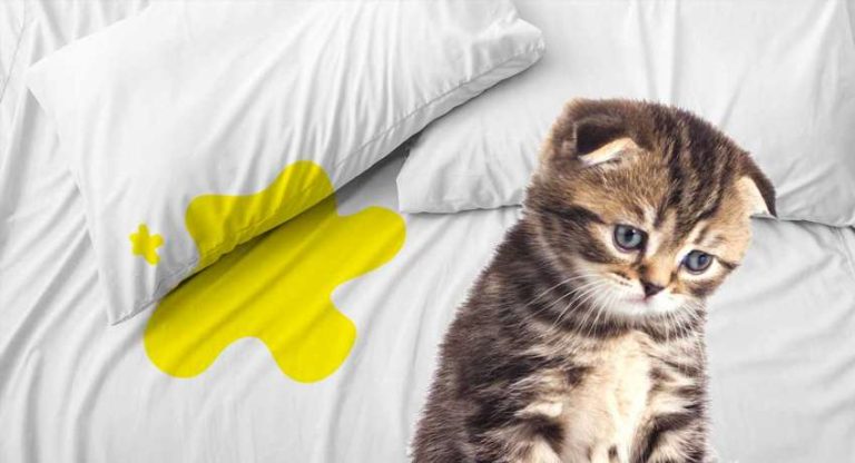Чому кішка пісяє на ліжко та як це зупинити назавжди