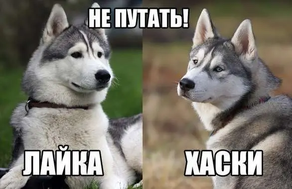 Чим насправді відрізняються лайки й хаскі