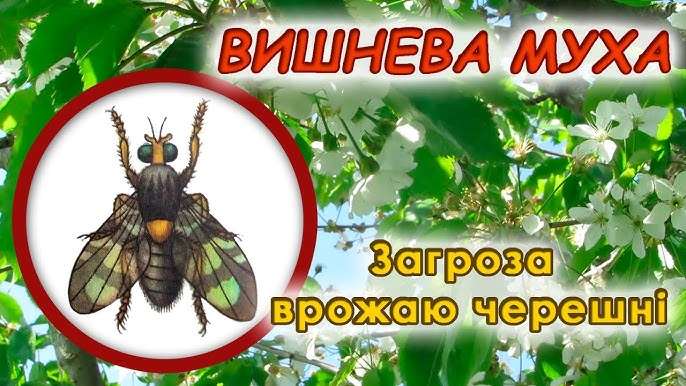 Чим обробити черешню навесні від вишневої мухи
