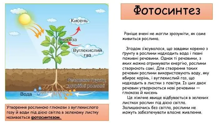 Чим дихають рослини протягом доби